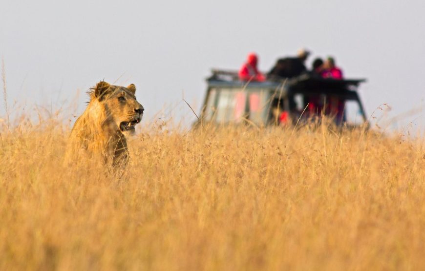 Nairobi National Park Day Trip