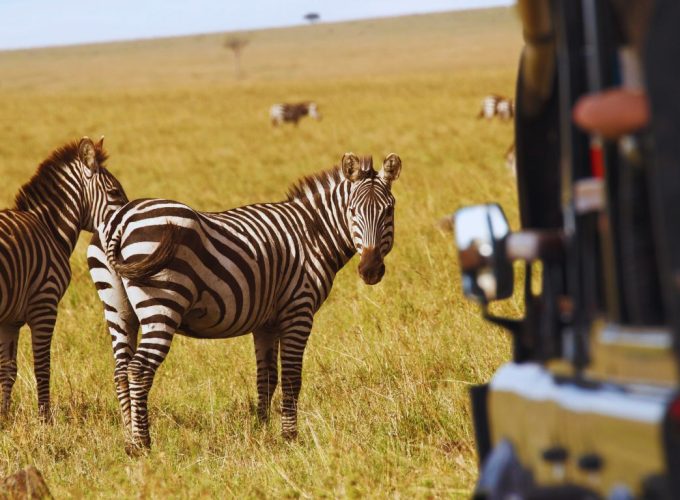 zebras spotted in the kenya wildlife safari experience