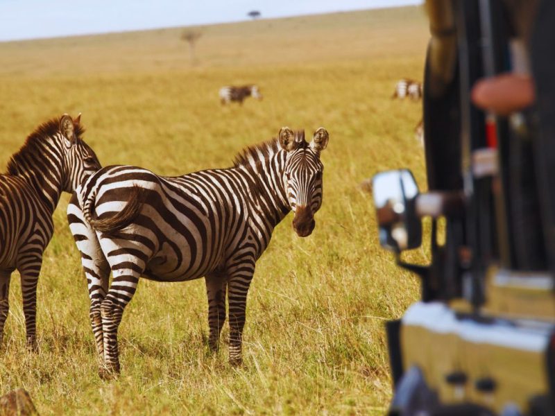zebras spotted in the kenya wildlife safari experience