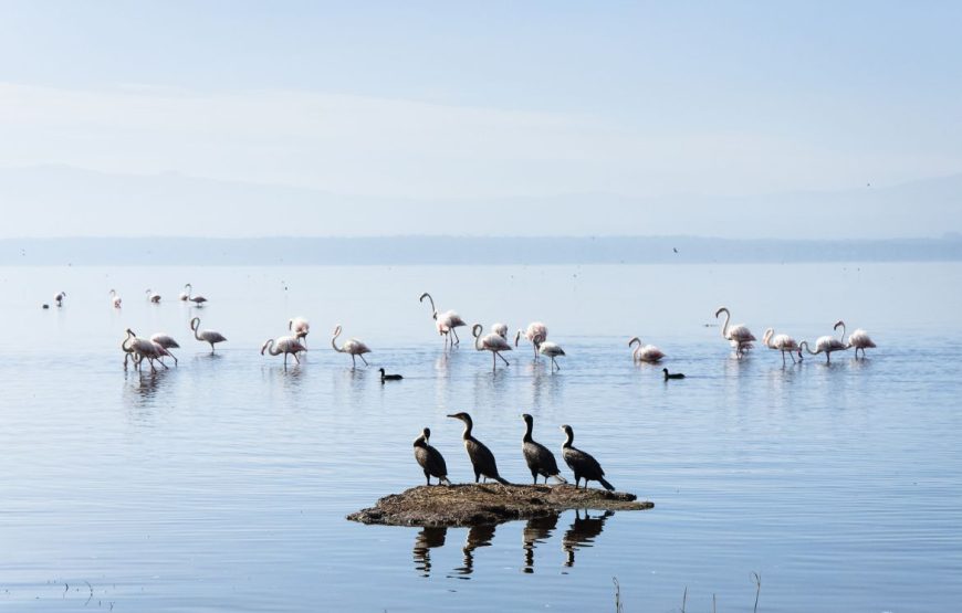 6 Day Samburu-Lake Nakuru-Maasai Mara Safari