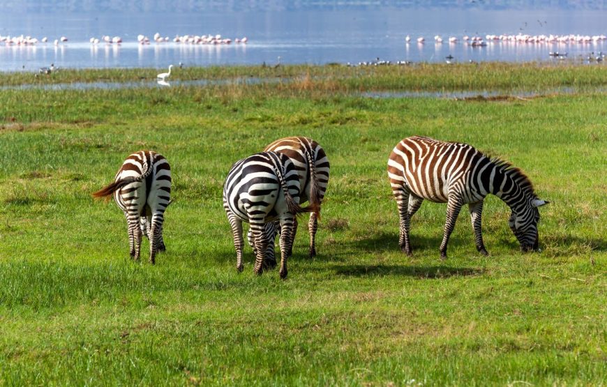 8 Day Aberdare-Maasai Mara Circuit Safari