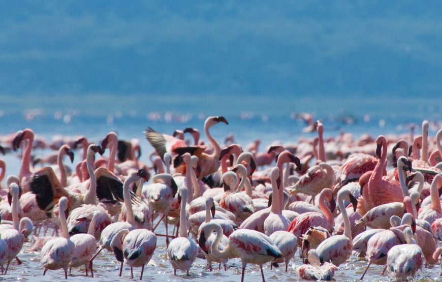 4 Day Masaai Mara-Nakuru Park Safari