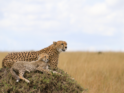 Cheetahs resting in Maasai Mara National Reserve, Kenya