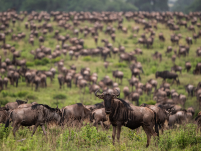 wildebeest herd in the maasai mara