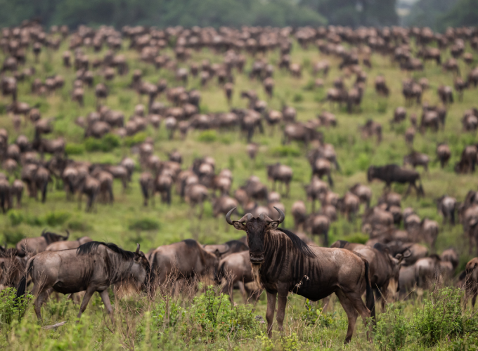 wildebeest herd in the maasai mara