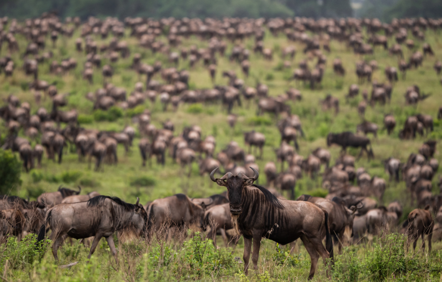 8 Day Aberdare-Maasai Mara Circuit Safari