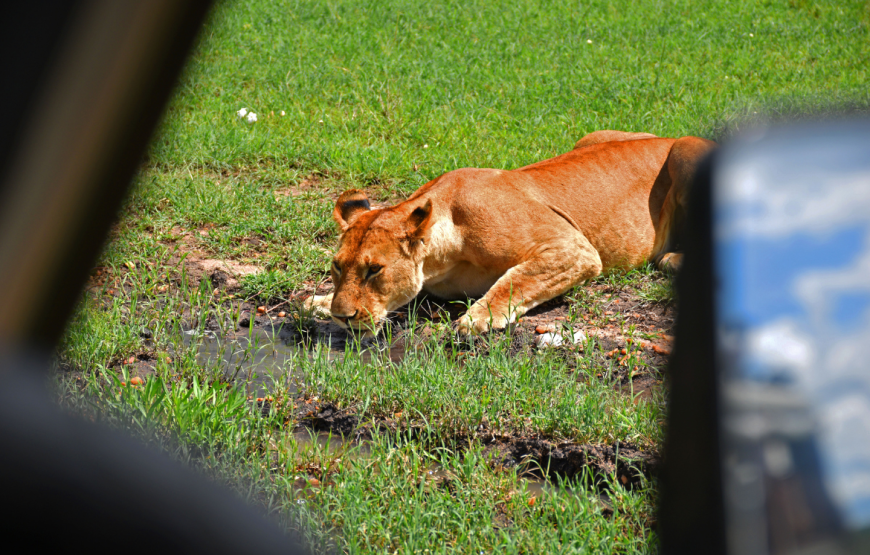 7 Day Samburu-Lake Nakuru-Maasai Mara Safari