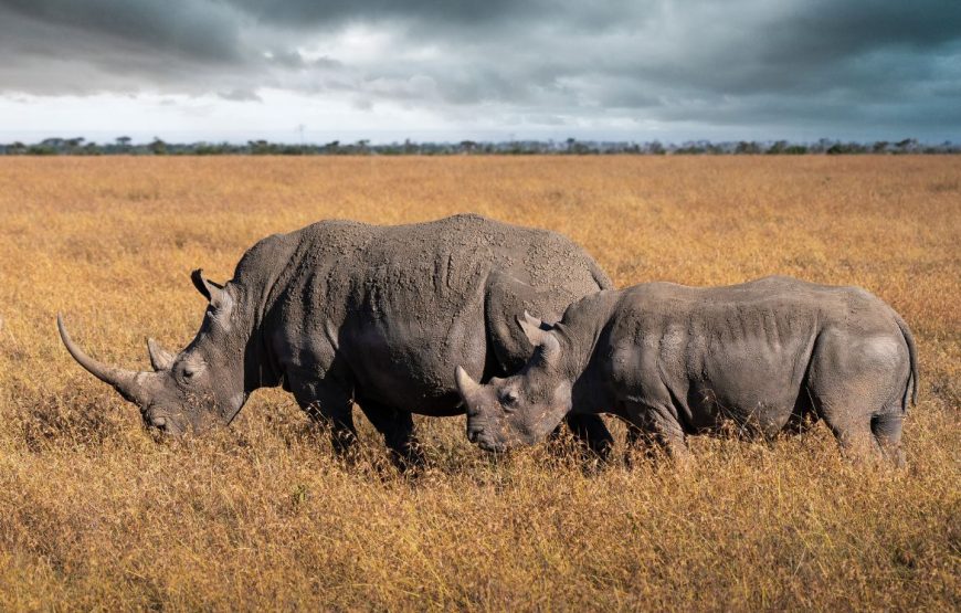Ol Pejeta Conservancy Day Trip