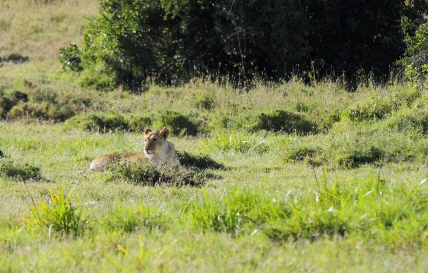 Ol Pejeta Conservancy Day Trip
