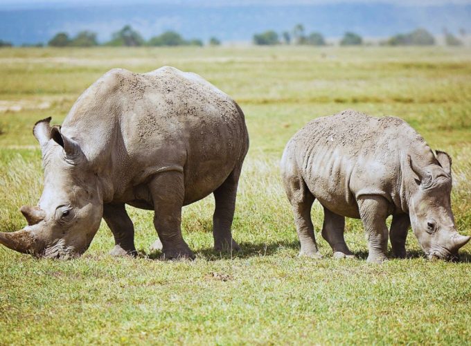 Rhinos in ol pejeta conservancy