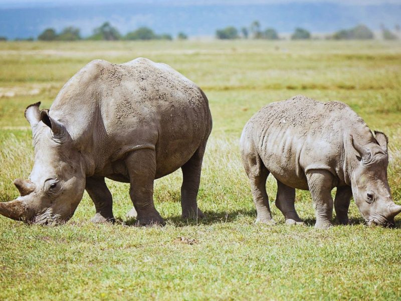 Rhinos in ol pejeta conservancy
