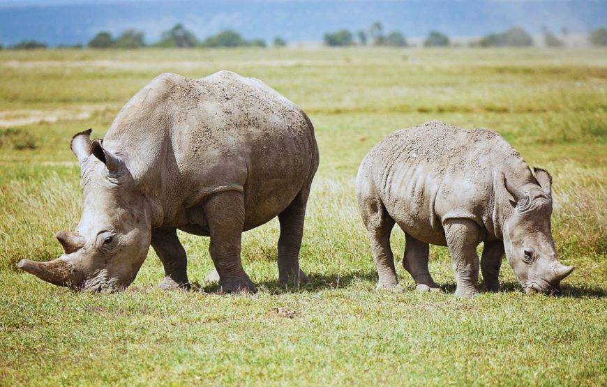 Ol Pejeta Conservancy Day Trip