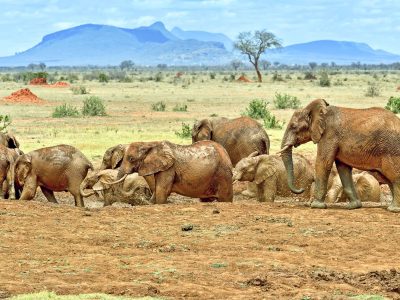 Elephants covered in red dust in Tsavo West National Park, a hidden safari gem in Kenya with dramatic landscapes.
