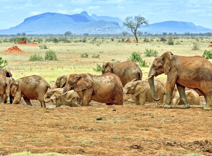 Elephants covered in red dust in Tsavo West National Park, a hidden safari gem in Kenya with dramatic landscapes.
