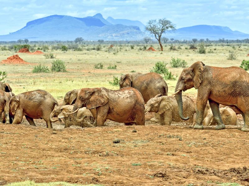 Elephants covered in red dust in Tsavo West National Park, a hidden safari gem in Kenya with dramatic landscapes.