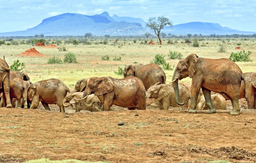 6 Day Aberdare-Maasai Mara-Tsavo Safari