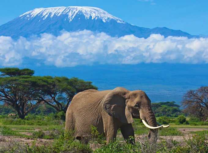 picturesque amboseli, mt kilimanjaro views