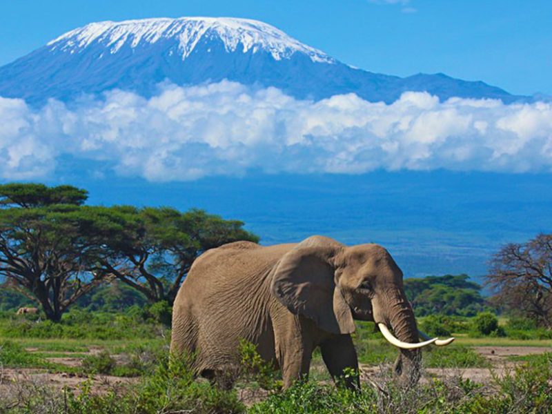 picturesque amboseli, mt kilimanjaro views