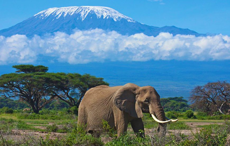 3 Day Amboseli Safari Tour Kenya | Luxury Amboseli Safari Package