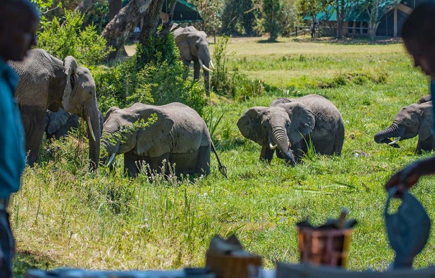 5 Day Amboseli-Lake Naivasha-Maasai Mara Safari