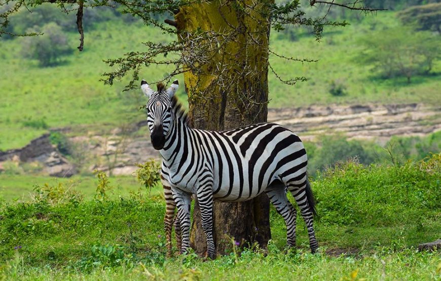 10 Day Samburu-Tsavo West Circuit Safari
