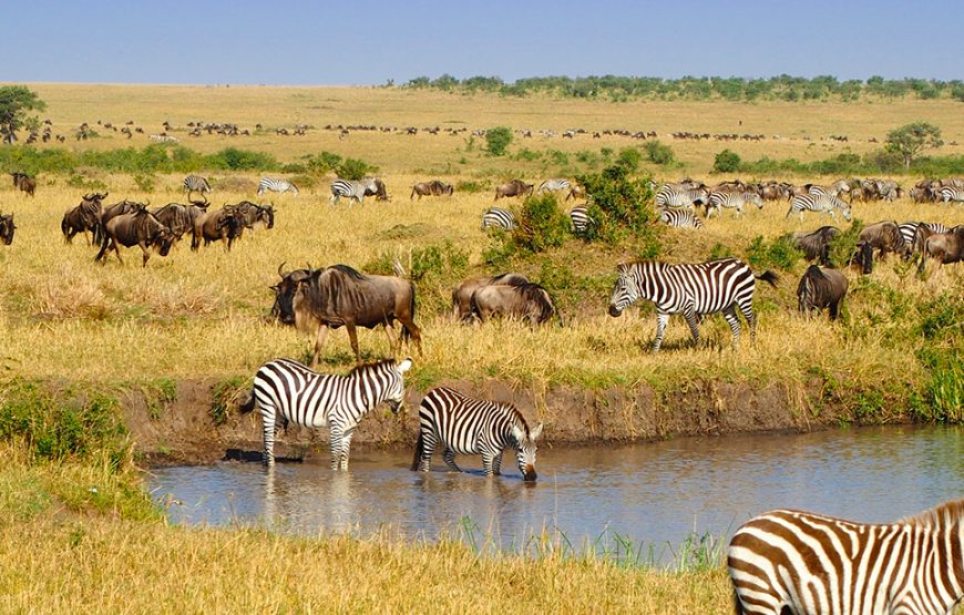 6 Day Samburu-Lake Nakuru-Maasai Mara Safari