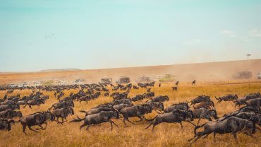 wildebeest herd charging during their migration