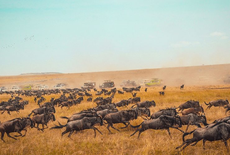 wildebeest herd charging during their migration