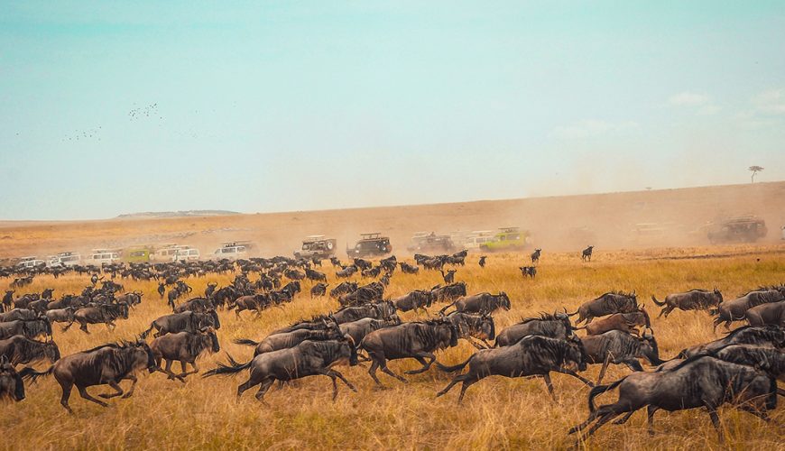 wildebeest herd charging during their migration