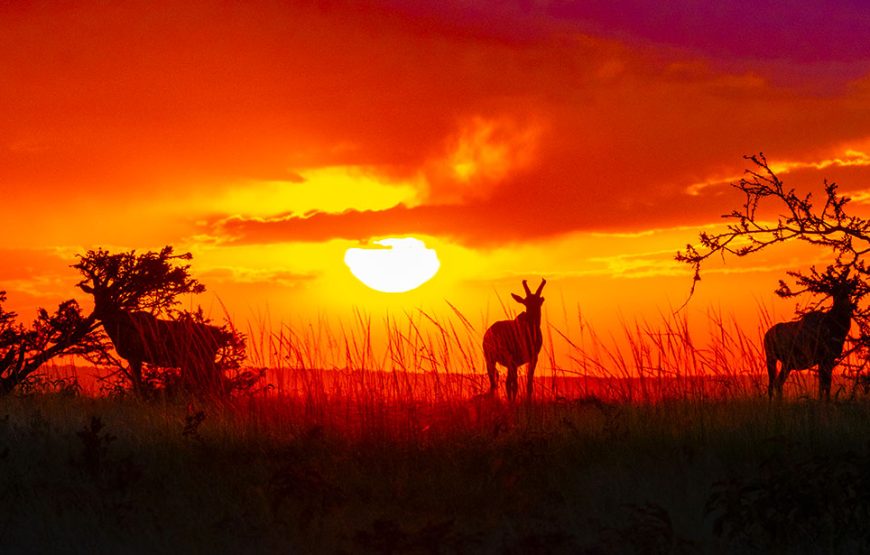 3 Day Amboseli Safari Tour Kenya | Luxury Amboseli Safari Package