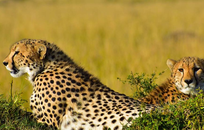 3 Day Amboseli Safari Tour Kenya | Luxury Amboseli Safari Package