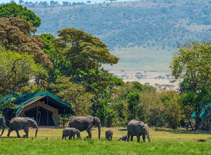 elephants outside a camp in the maasai mara