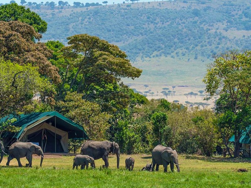 elephants outside a camp in the maasai mara
