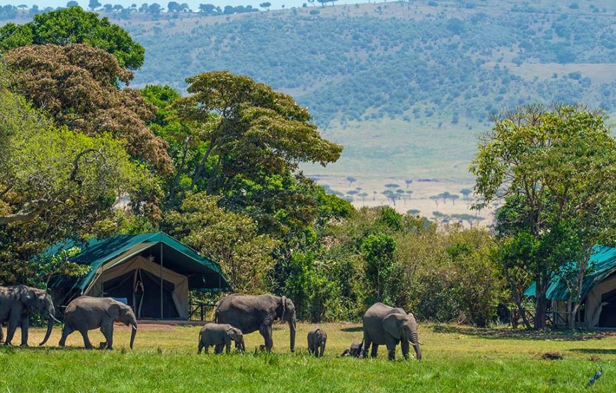 6 Day Samburu-Lake Nakuru-Maasai Mara Safari