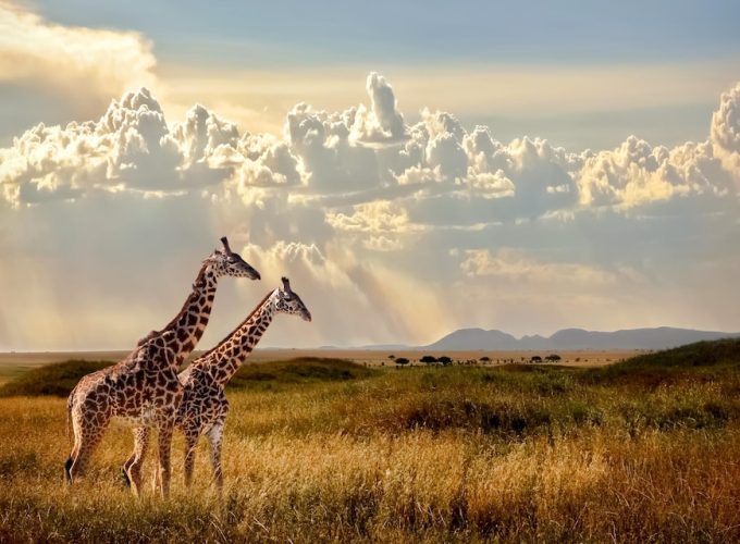 Serengeti game drive: Giraffe spotted on the Serengeti Ngorongoro Zanzibar Safari across the endless plains.