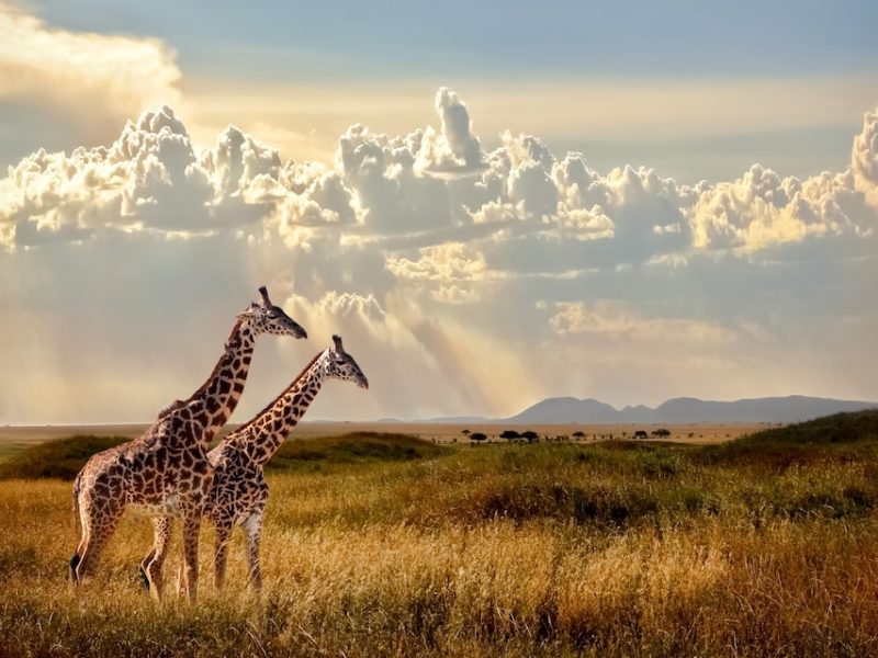 Serengeti game drive: Giraffe spotted on the Serengeti Ngorongoro Zanzibar Safari across the endless plains.