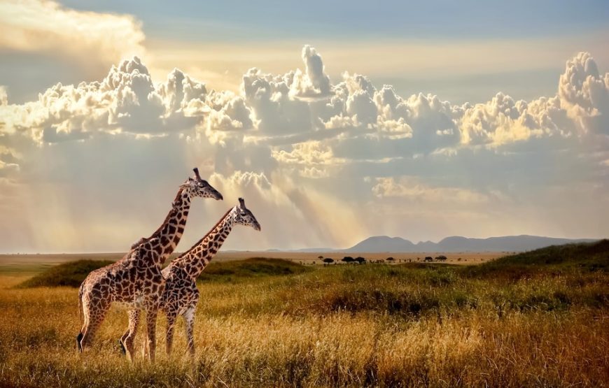 5 Day Tarangire-Serengeti-Ngorongoro Safari