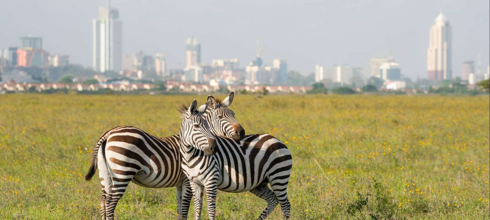 zebra herd in the nairobi national park