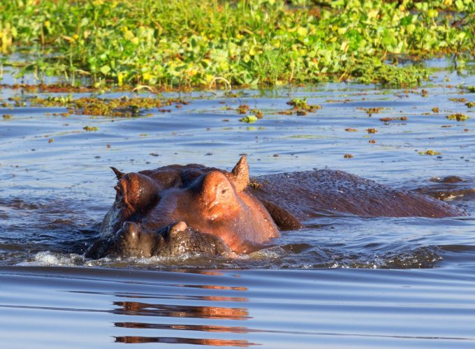 Hippo in lake Naivasha