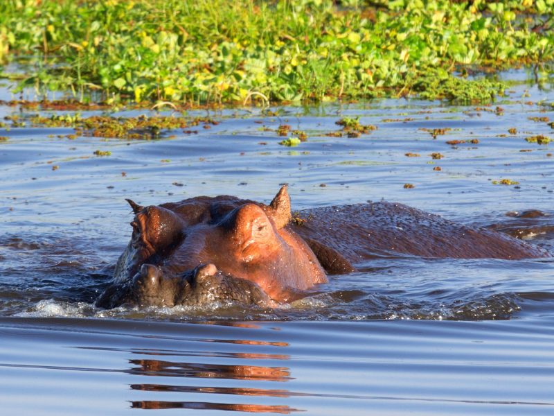 Hippo in lake Naivasha