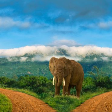 Tsavo West