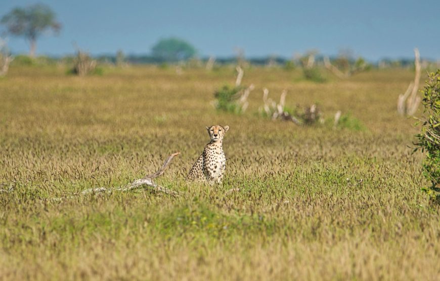 Nairobi National Park Day Trip