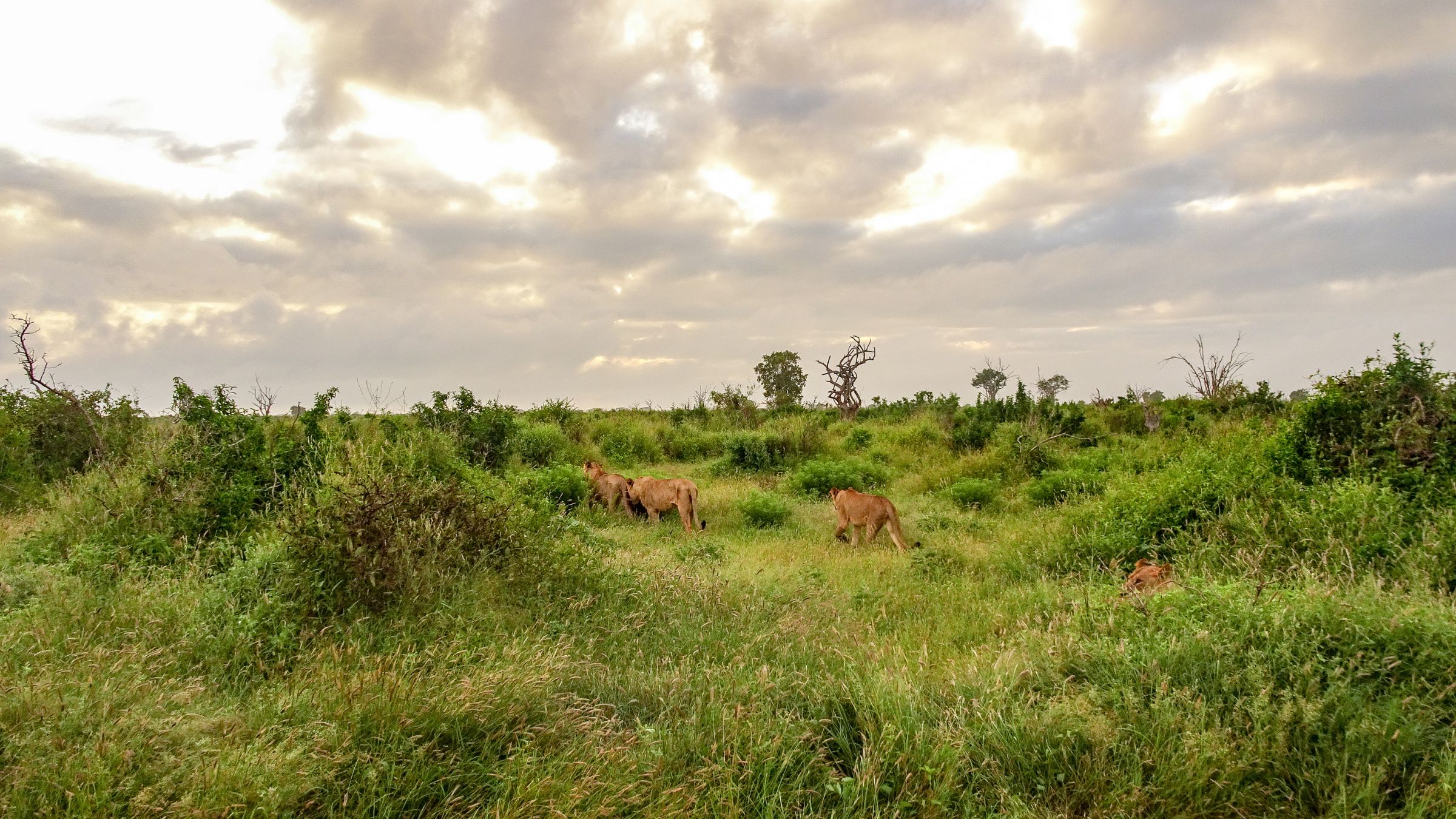 Tsavo West 3