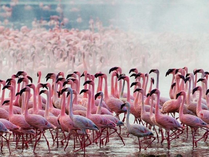 Lake Nakuru National park flamingos- Wildmont Safaris