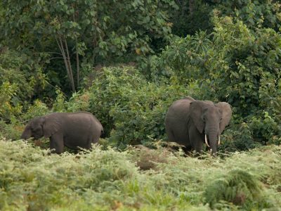 Elephants seen while climbing mount kenya