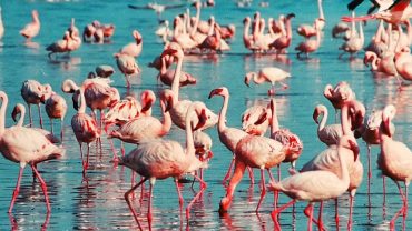 Flamingos flocking at Lake Nakuru, one of the most famous lakes in Kenya for wildlife and birdwatching.