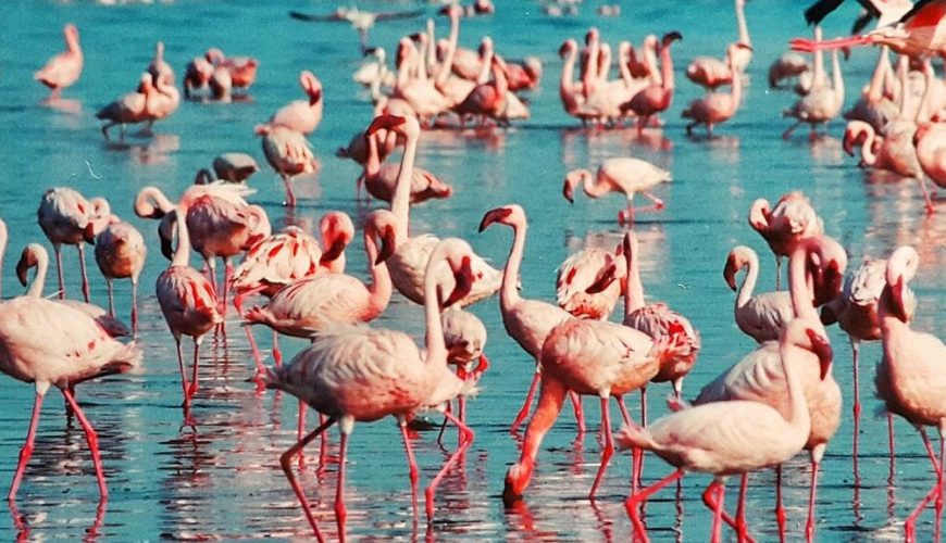 Flamingos flocking at Lake Nakuru, one of the most famous lakes in Kenya for wildlife and birdwatching.