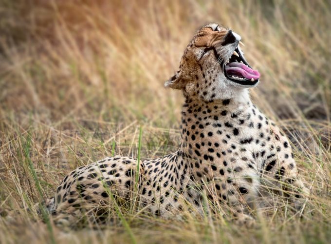 cheetah spotted in the nairobi national park safari
