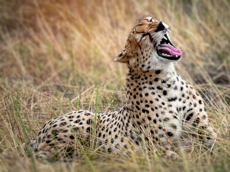 cheetah spotted in the nairobi national park safari