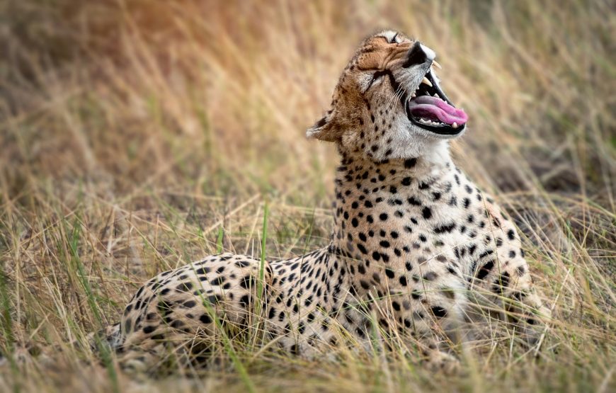 5 Day Tangarire-Serengeti-Ngorongoro Safari